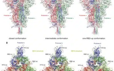 Structural impact on SARS-CoV-2 spike protein by D614G substitution